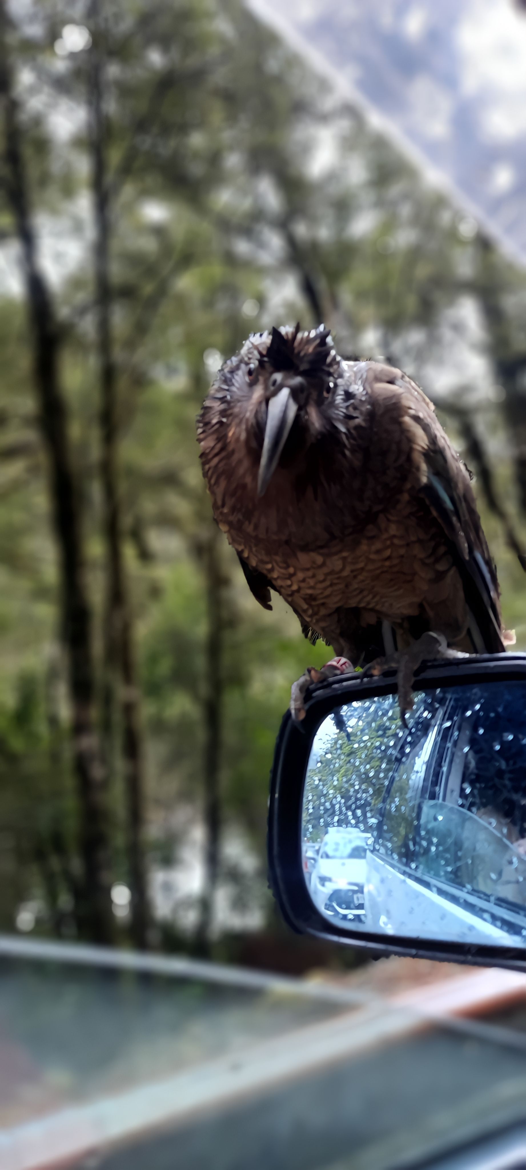 A kea