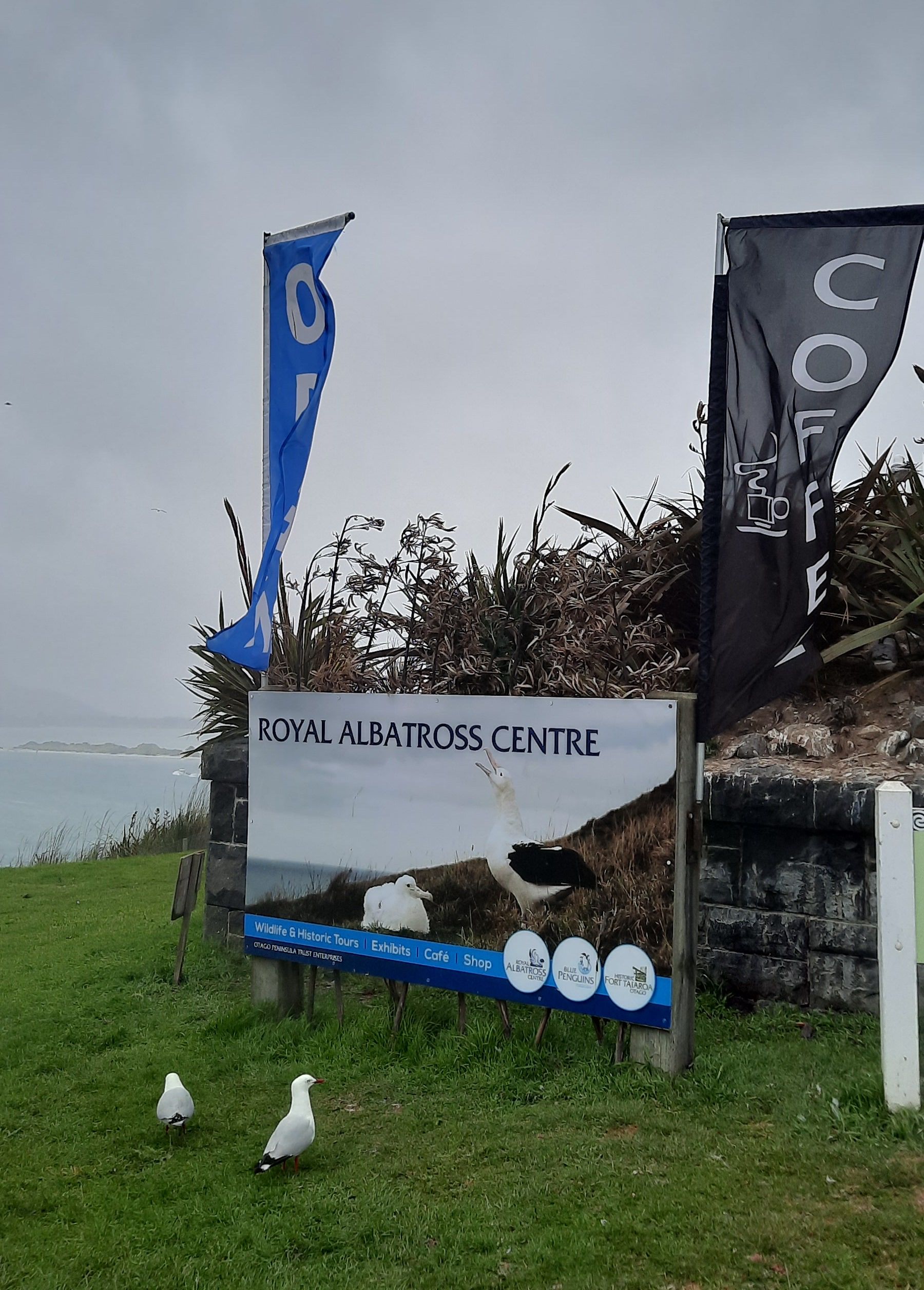 Royal Albatross Centre