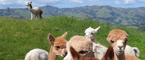 Shammara Alpacas