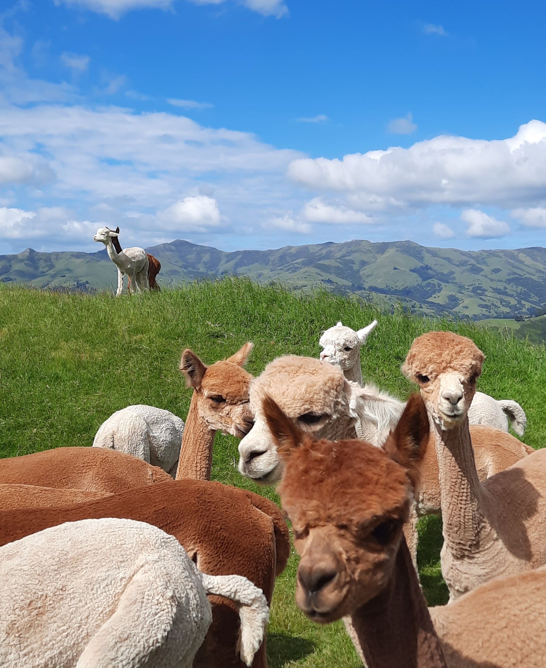 Alpacas at Shammara Alpacas